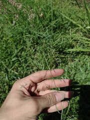 Eragrostis tenuifolia