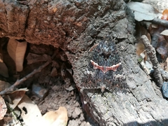 Melipotis punctifinis