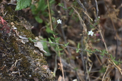 Wahlenbergia peruviana