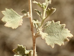 Brickellia californica