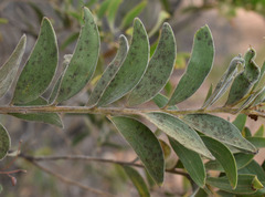 Acacia leptostachya