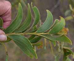 Acacia leptostachya