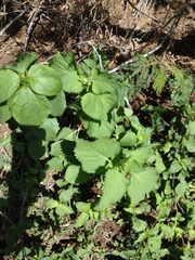 Leonotis nepetifolia