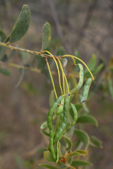 Acacia leptostachya