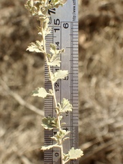 Brickellia californica