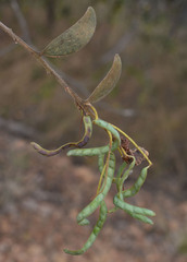 Acacia leptostachya