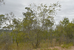 Acacia leptostachya