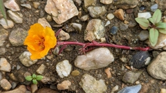 Portulacaceae