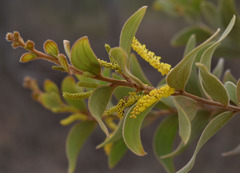 Acacia leptostachya