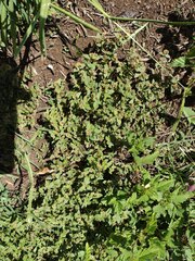 Euphorbia ophthalmica