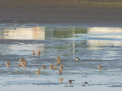 Calidris minutilla