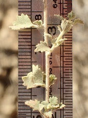 Brickellia californica