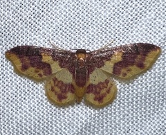 Lophosis labeculata