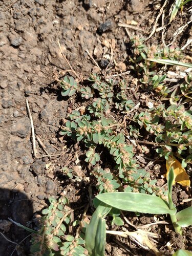Euphorbia thymifolia observed 2022-10-22
