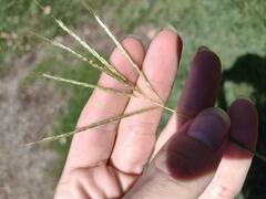 Bothriochloa pertusa