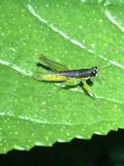 Liebermannacris dorsualis