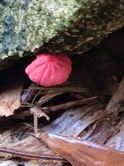 Marasmius haematocephalus