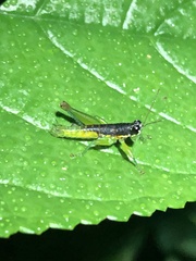 Liebermannacris dorsualis