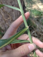 Urochloa mutica