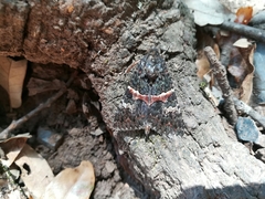 Melipotis punctifinis
