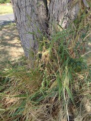 Urochloa mutica