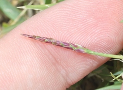 Zoysia matrella