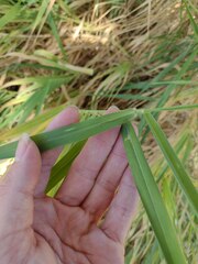 Urochloa mutica