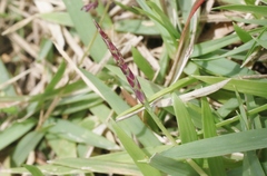 Zoysia matrella