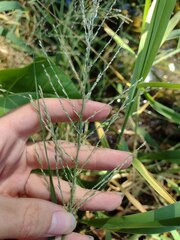 Diplachne fusca