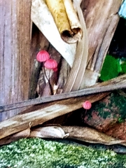 Marasmius haematocephalus