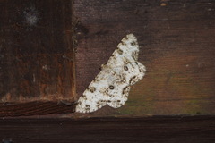 Ophthalmitis albosignaria