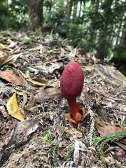 Balanophora laxiflora