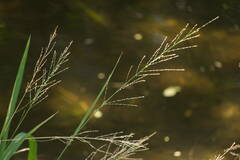 Diplachne fusca