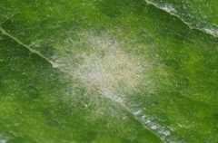 Erysiphaceae