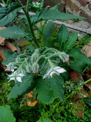 Borago officinalis
