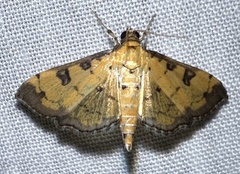 Ategumia ebulealis