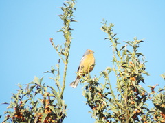 Phytotoma rutila