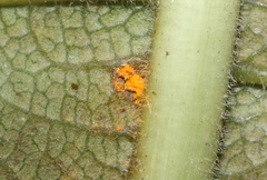 Coleosporium plumeriae