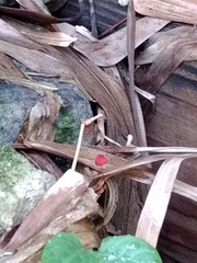 Marasmius haematocephalus