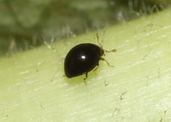 Corylophidae
