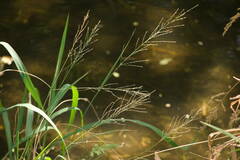 Diplachne fusca