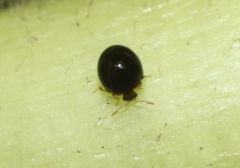 Corylophidae