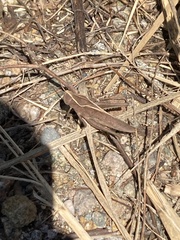 Xyleus discoideus rosulentus