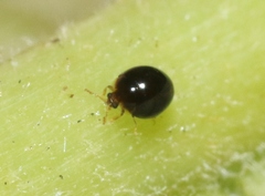 Corylophidae