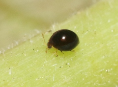 Corylophidae