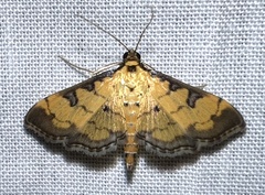 Ategumia ebulealis