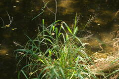 Diplachne fusca