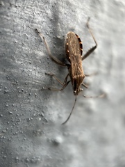 Alydus