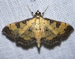 Ategumia ebulealis