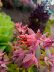 Echeveria